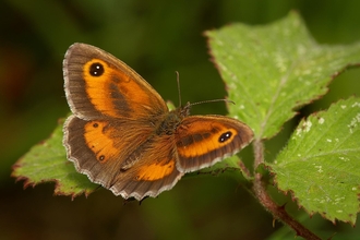 Meadow butterfly best sale